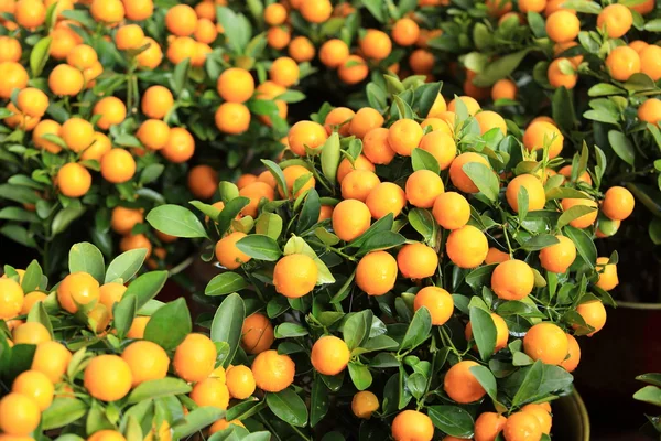 Mandarinas maduras con hojas — Foto de Stock