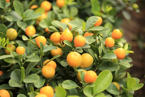 Ripe tangerines with leaves — Stock Photo, Image
