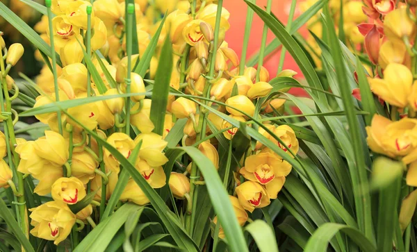 Lindas flores de orquídea — Fotografia de Stock