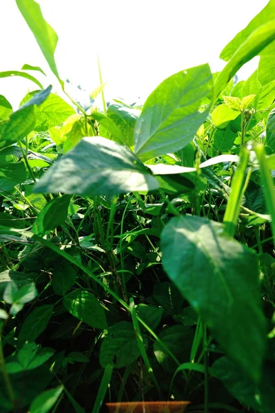 Grüne Reife Sojabohnen Pflanzen Laub — Stockfoto