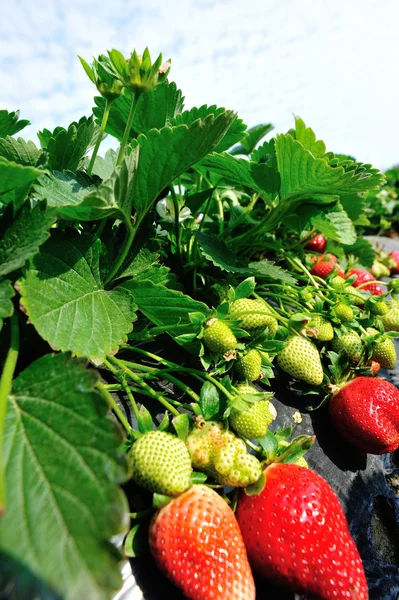 Fresa roja madura — Foto de Stock