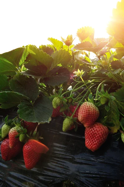 Fraises Rouges Mûres Fraîches Soleil — Photo