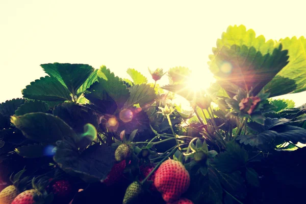 新鲜成熟的红色草莓在阳光下 — 图库照片