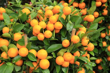 yaprakları ile olgun mandalina