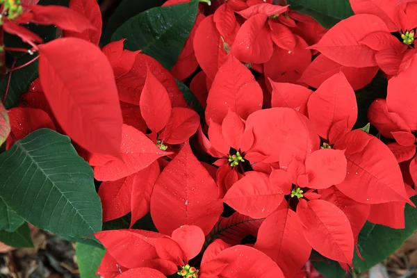 ポインセチアのクリスマスの花 — ストック写真