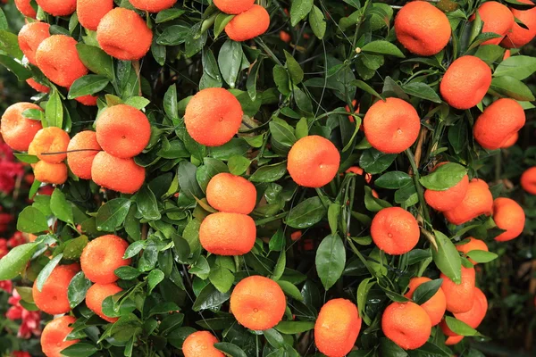 Mandarini maturi con foglie — Foto Stock