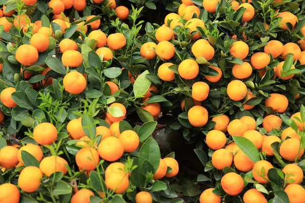Mandarini Maturi Con Foglie Albero Verde — Foto Stock