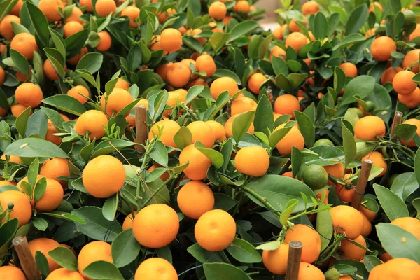 Zralé Mandarinky Listy Zelený Strom — Stock fotografie