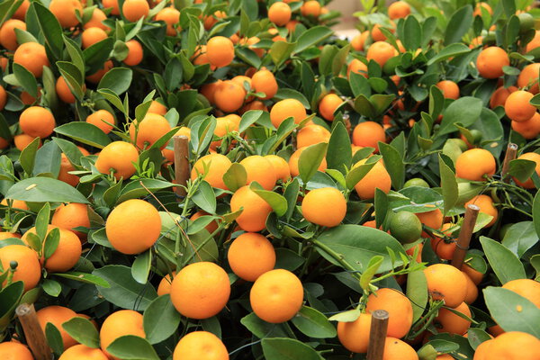 Ripe tangerines with leaves on green tree