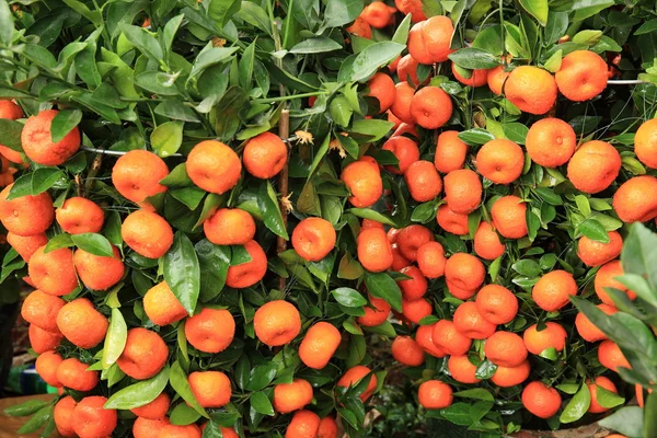 橘子与绿树上的叶子 — 图库照片