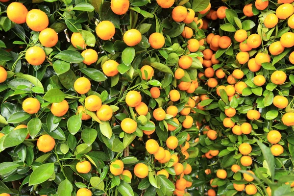 Mandarinas Maduras Con Hojas Árbol Verde — Foto de Stock