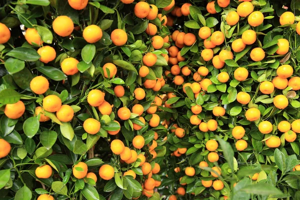 Zralé Mandarinky Listy Zelený Strom — Stock fotografie