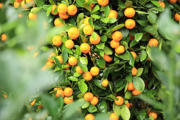 Ripe Tangerines Leaves Green Tree — Stock Photo, Image