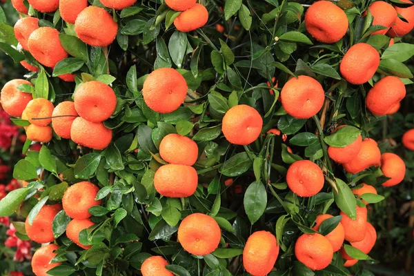 Mandarini Maturi Con Foglie Albero Verde — Foto Stock