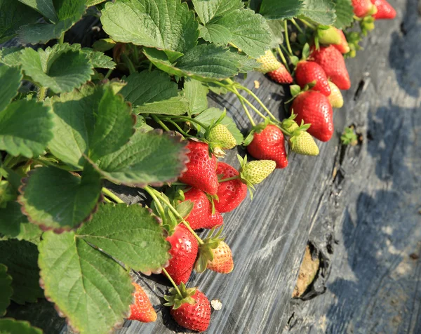 Reife rote Erdbeere — Stockfoto