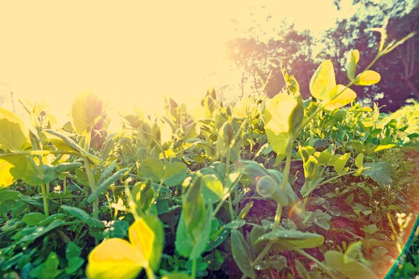 Rośliny zielone soi — Zdjęcie stockowe