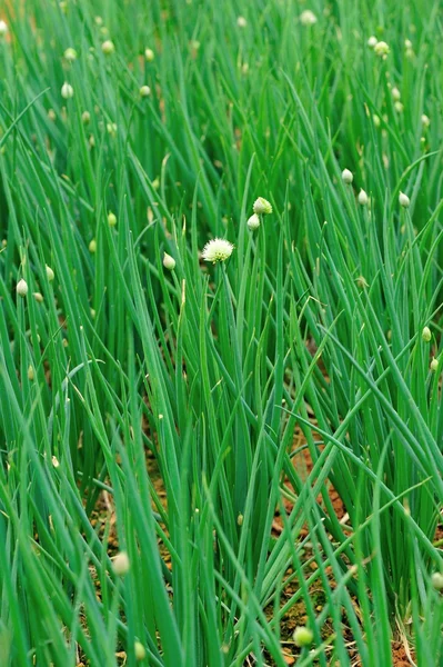 Зеленый весенний лук — стоковое фото