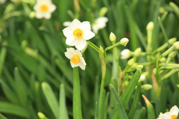 Yellow Narcissus Flowers Garden — Stock Photo, Image