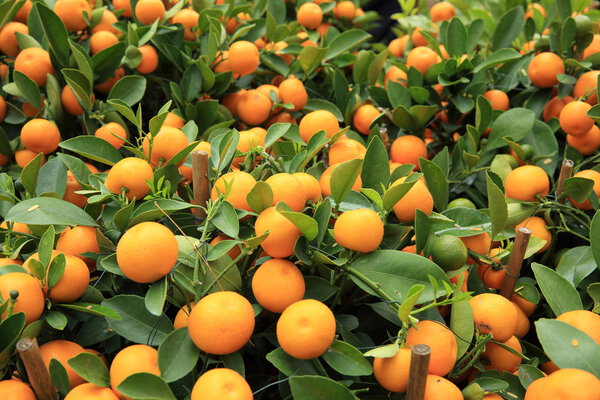 Ripe tangerines with leaves on green tree