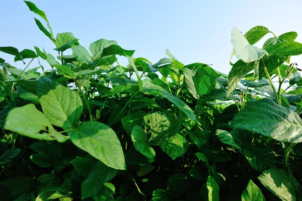 Green Ripe Soybean Plants Growing Garden — Stock Photo, Image