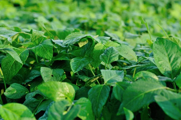 Plantas de soja verde — Fotografia de Stock