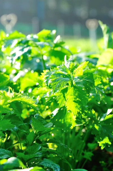 Zelený Koriandr Růstu Zeleninové Zahradě — Stock fotografie