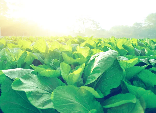 Betterave argentée dans le potager — Photo