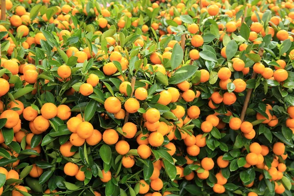 Mandarini Maturi Con Foglie Albero Verde — Foto Stock