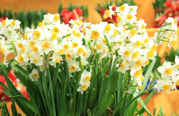 Yellow Narcissus Flowers Garden — Stock Photo, Image