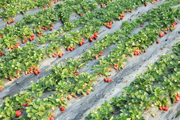 Rijpe rode aardbei — Stockfoto