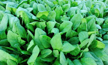 Bahçede yeşil ıspanak