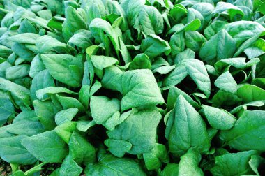 Bahçede yeşil ıspanak