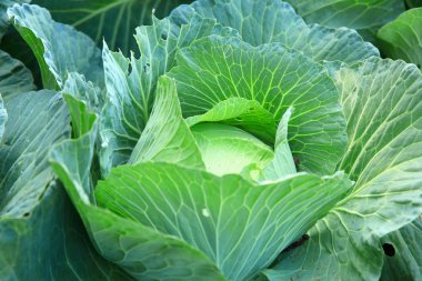 sebze yatakta olgun yeşil lahana