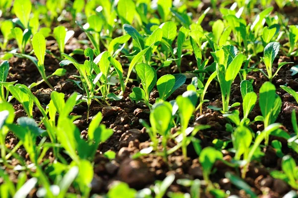 Folhagem Mostarda Verde Crescimento Horta — Fotografia de Stock