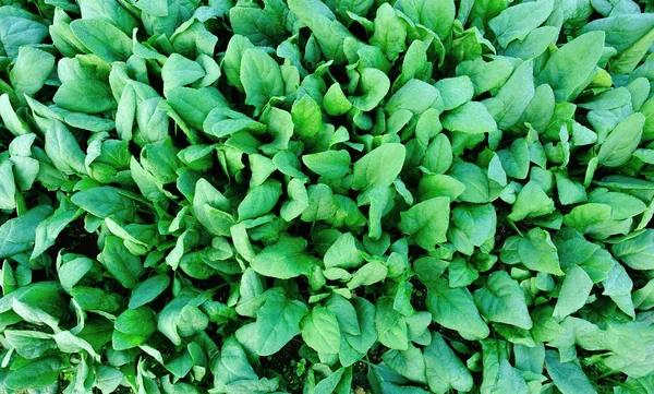 Зеленый шпинат в саду — стоковое фото