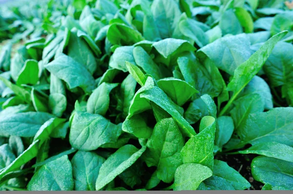 Green spinach in garden — Stock Photo, Image