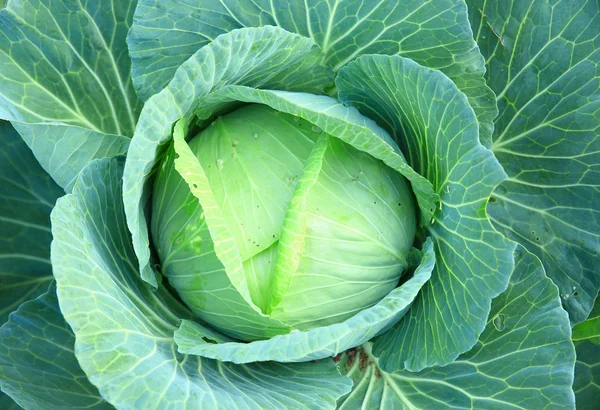 Reifer Grünkohl Auf Dem Gemüsebeet — Stockfoto