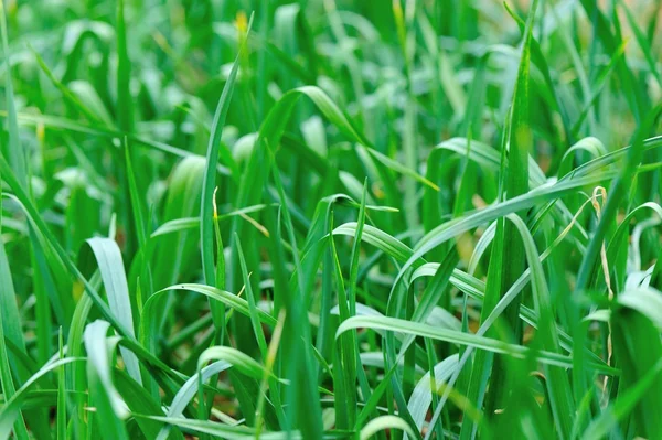 Plantes de canne à sucre dans le champ — Photo