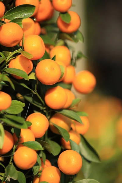 Ripe tangerines with leaves — Stock Photo, Image