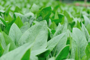 Sebze Bahçe büyüme yeşil hardal yaprakları