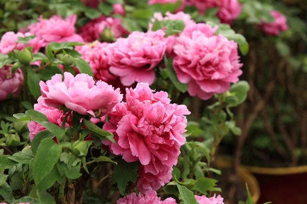 Pink Peony Flowers Garden Close — Stock Photo, Image