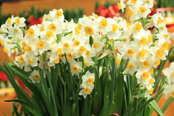 Gula Narcisser Blommor Trädgården — Stockfoto