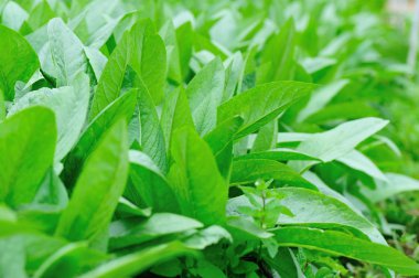 Sebze Bahçe büyüme yeşil hardal yaprakları