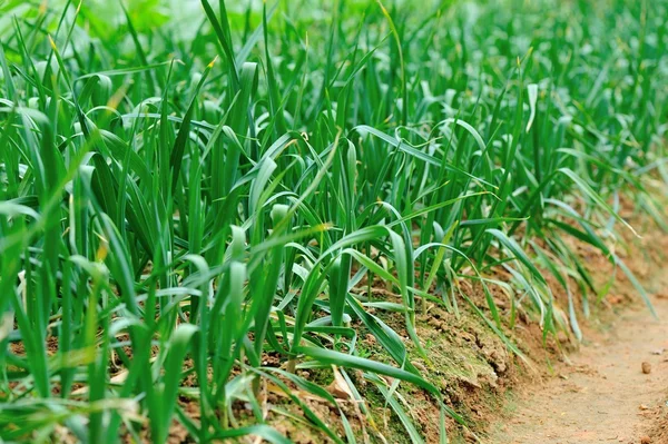 Suikerriet planten in veld — Stockfoto