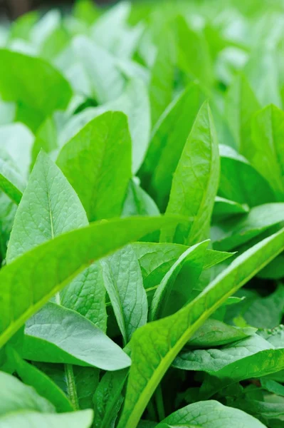 Green Mustard Foliage Growth Vegetable Garden — Stock Photo, Image