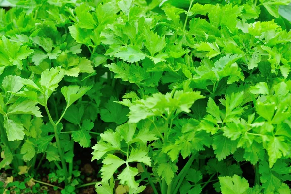 Grüner Koriander Wächst Gemüsegarten — Stockfoto