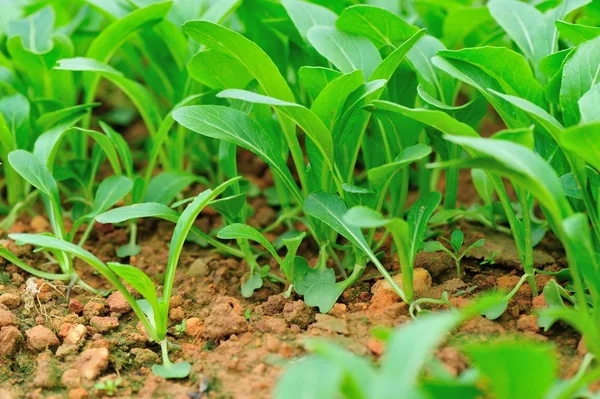 Feuillage Moutarde Verte Croissance Potager — Photo