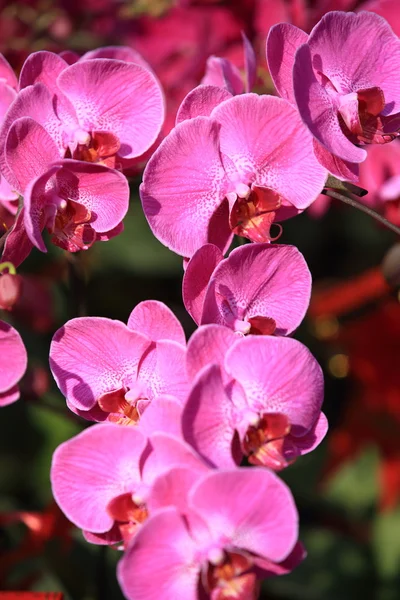 Bellissimi Fiori Orchidea Rosa Giardino — Foto Stock