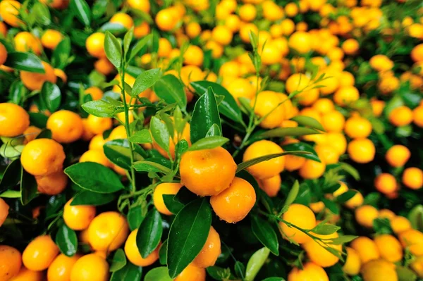 Mandarini Maturi Con Foglie Albero Verde — Foto Stock
