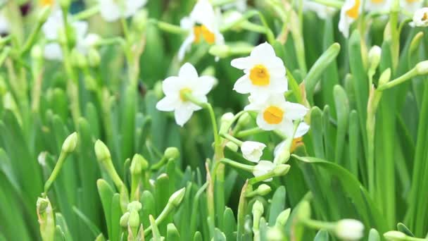 White Narcissus flowers — Stock Video